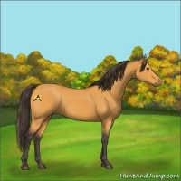 Horse Color:Buckskin 