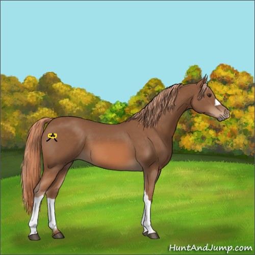 Horse Color:Chestnut 