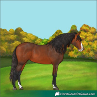 Horse Color:Bay Splash 