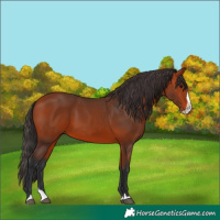 Horse Color:Bay Splash 