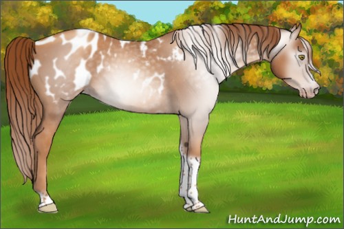 Horse Color:Gray Gold Champagne Roan Tobiano Frame Appaloosa 