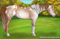 Horse Color:Gray Gold Champagne Roan Tobiano Frame Appaloosa 