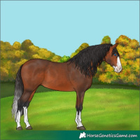 Horse Color:Bay Splash 
