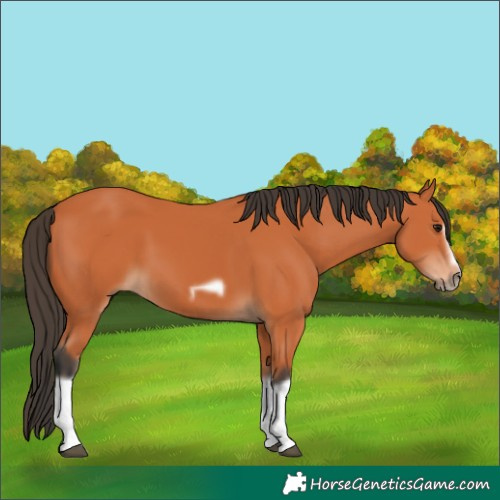 Horse Color:Bay Splash Frame