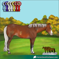 Horse Color:Silver Buckskin Sabino Rabicano  and Silver Brown Sabino Splash 