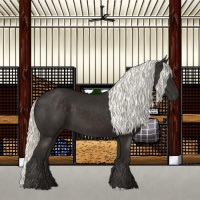 Horse Color:Liver Chestnut Mushroom 