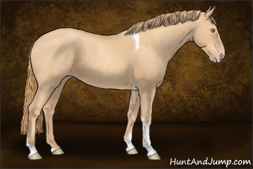 Horse Color:Gold Champagne Tobiano 