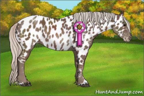 Horse Color:Silver Black Sabino Appaloosa 