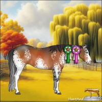 Horse Color:White Spotted Bay Sabino Splash