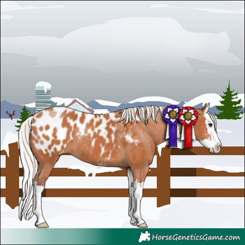 Horse Color:Silver Bay Sabino Splash Appaloosa Rabicano 