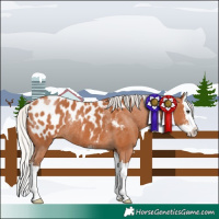 Horse Color:Silver Bay Sabino Splash Appaloosa Rabicano 
