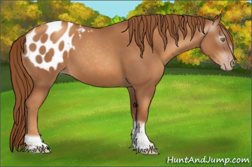 Horse Color:Gray Gold Champagne Roan Tobiano Frame Appaloosa 
