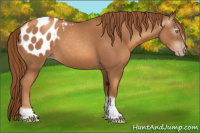Horse Color:Gray Gold Champagne Roan Tobiano Frame Appaloosa 