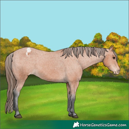 Horse Color:Bay Appaloosa 