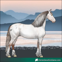 Horse Color:Gray Gold Champagne Roan Tobiano Frame Appaloosa 