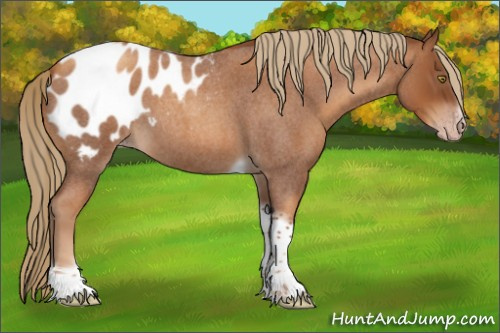 Horse Color:Gray Gold Champagne Roan Tobiano Frame Appaloosa