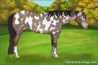 Horse Color:Gray Classic Champagne Roan Tobiano Frame Appaloosa 