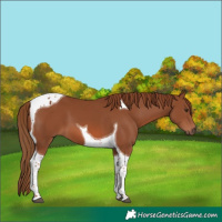 Horse Color:Chestnut Tobiano