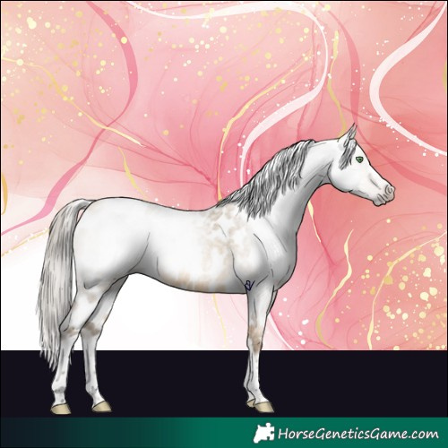 Horse Color:Gray Amber Cream Champagne Roan Tobiano Frame Appaloosa 