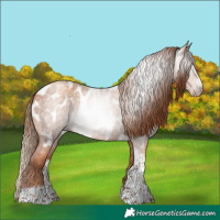 Horse Color:Gray Gold Champagne Roan Tobiano Frame Appaloosa 