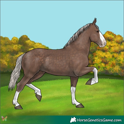Horse Color:Silver Black Splash 