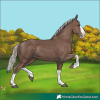 Horse Color:Silver Black Splash 