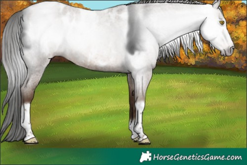 Horse Color:Gray Sable Champagne Roan Tobiano Frame Appaloosa 