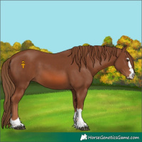 Horse Color:Chestnut 