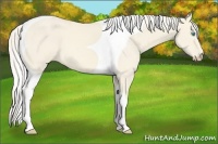 Horse Color:Cremello Dun Tobiano