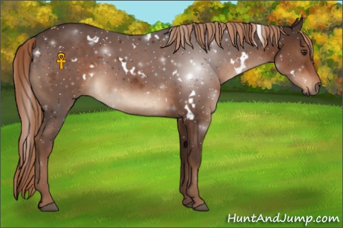 Horse Color:White Spotted Liver Chestnut
