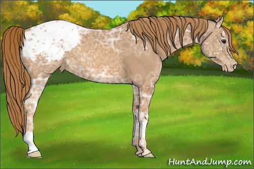 Horse Color:Chestnut Ice Appaloosa 