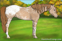 Horse Color:Chestnut Ice Appaloosa 