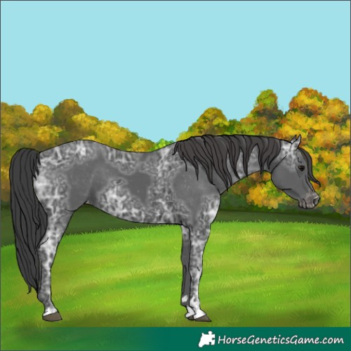 Horse Color:Black Ice Varnish 