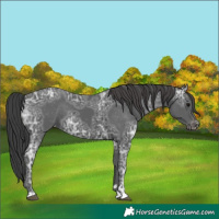 Horse Color:Black Ice Appaloosa
