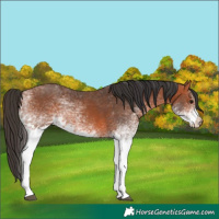 Horse Color:White Spotted Bay