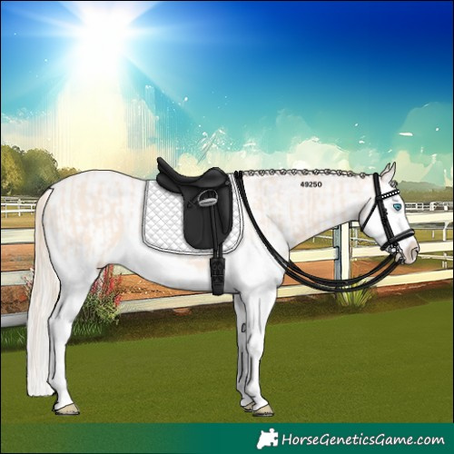 Horse Color:Perlino Splash  and Perlino Splash 