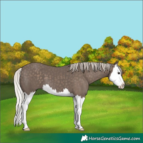 Horse Color:Silver Black Splash 