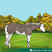 Horse Color:Silver Black Splash 