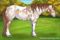 Horse Color:Gray Gold Champagne Roan Tobiano Frame Near Leopard 