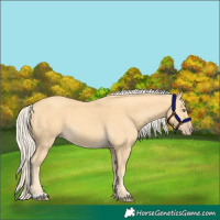Horse Color:Gold Cream Champagne 