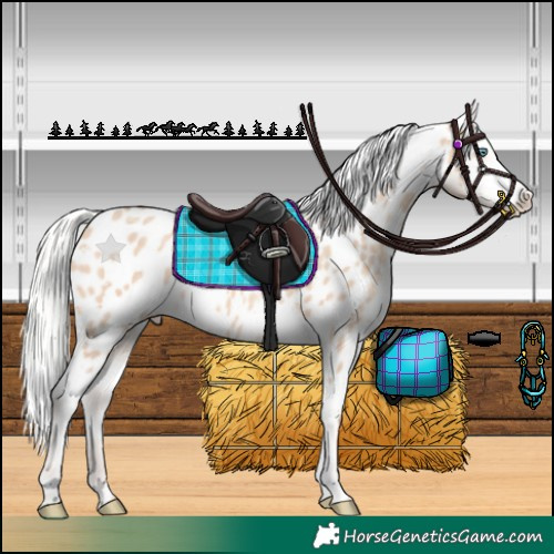 Horse Color:White Spotted Silver Amber Champagne Dun Appaloosa Rabicano 