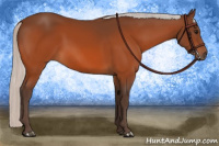 Horse Color:Silver Bay 