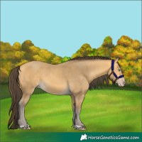 Horse Color:Amber Cream Champagne 