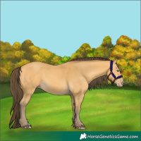 Horse Color:Amber Cream Champagne 
