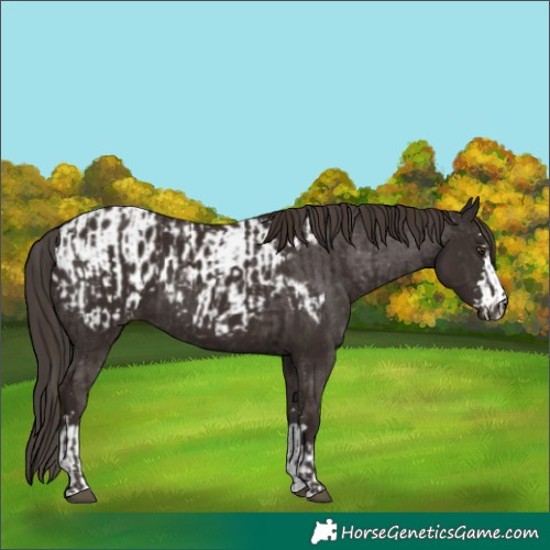Horse Color:Liver Chestnut  and Liver Chestnut Appaloosa 