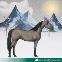 Horse Color:Grullo 