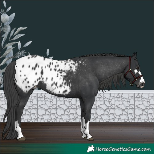 Horse Color:Black Appaloosa Rabicano 