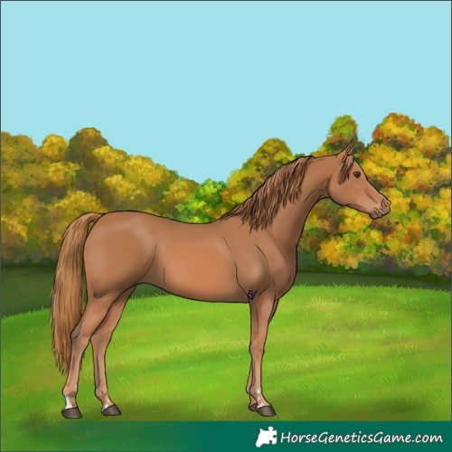 Horse Color:Chestnut 