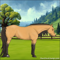 Horse Color:Buckskin 