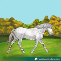 Horse Color:Gray Gold Champagne Roan Tobiano Frame Appaloosa 